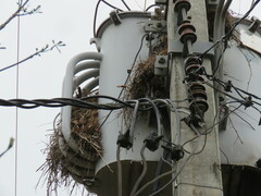 Campylorhynchus turdinus