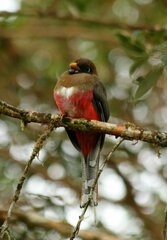 Trogon personatus