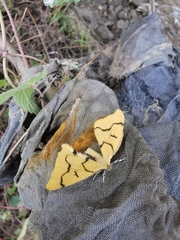 Rondotia menciana
