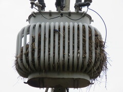 Campylorhynchus turdinus