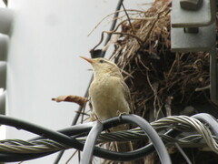 Campylorhynchus turdinus