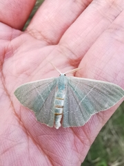 Pelagodes antiquadraria