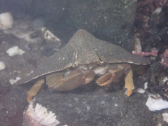 Cryptolithodes sitchensis