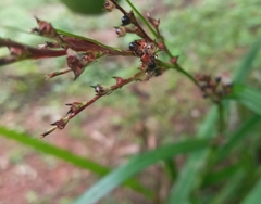 Scleria terrestris