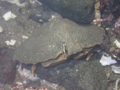 Cryptolithodes sitchensis