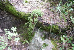 Caryophyllales