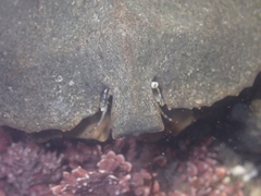 Cryptolithodes sitchensis