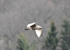 Larus hyperboreus