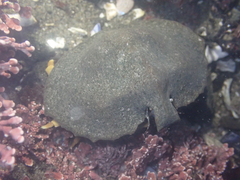 Cryptolithodes sitchensis