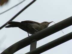 Campylorhynchus turdinus