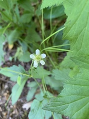 Geum canadense