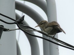 Campylorhynchus turdinus