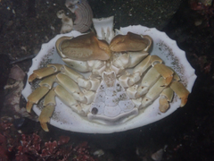 Cryptolithodes sitchensis