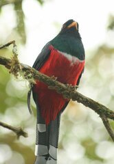 Trogon personatus