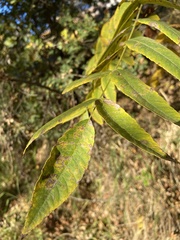 Stigmella longisacca