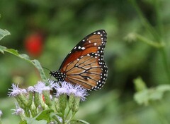 Danaus eresimus