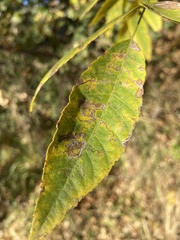 Stigmella longisacca