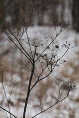 Pastinaca sativa sylvestris