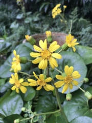 Farfugium japonicum