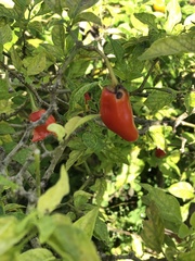 Capsicum annuum