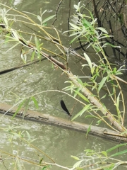 Atrocalopteryx atrata