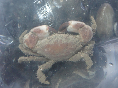 Lophopanopeus bellus