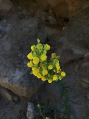 Calceolaria thyrsiflora