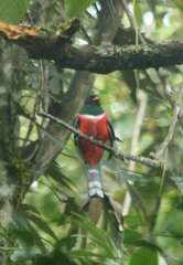 Trogon personatus