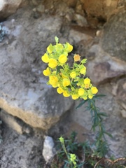 Calceolaria thyrsiflora