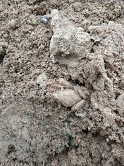 Microhyla