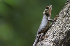 Calotes versicolor