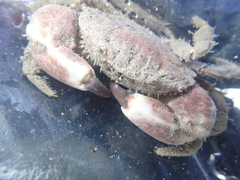 Lophopanopeus bellus