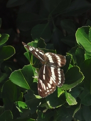 Limenitis sulpitia