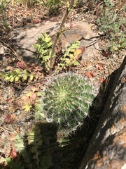 Eriosyce curvispina