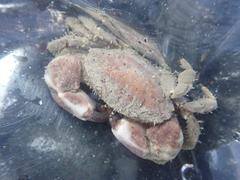 Lophopanopeus bellus