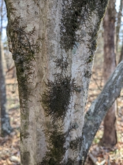 Frullania eboracensis