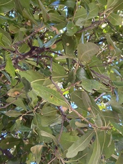 Druon quercuslanigerum