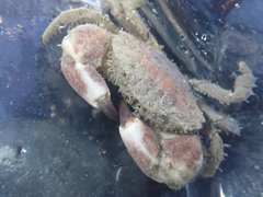 Lophopanopeus bellus