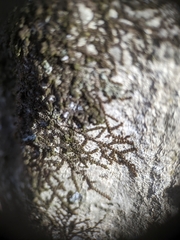 Frullania eboracensis