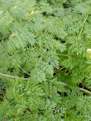 Anthriscus sylvestris