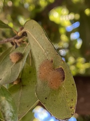 Druon quercuslanigerum