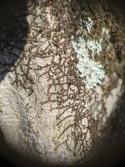 Frullania eboracensis