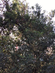 Ceratonia siliqua