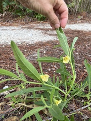 Physalis angustifolia