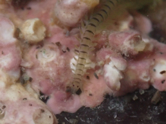 Phyllodocidae