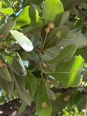 Druon quercuslanigerum