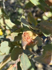Cynips quercusechinus