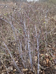 Rubus occidentalis