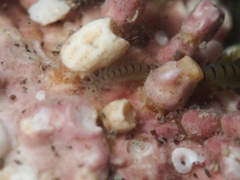 Phyllodocidae