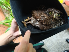 Glaucidium cuculoides